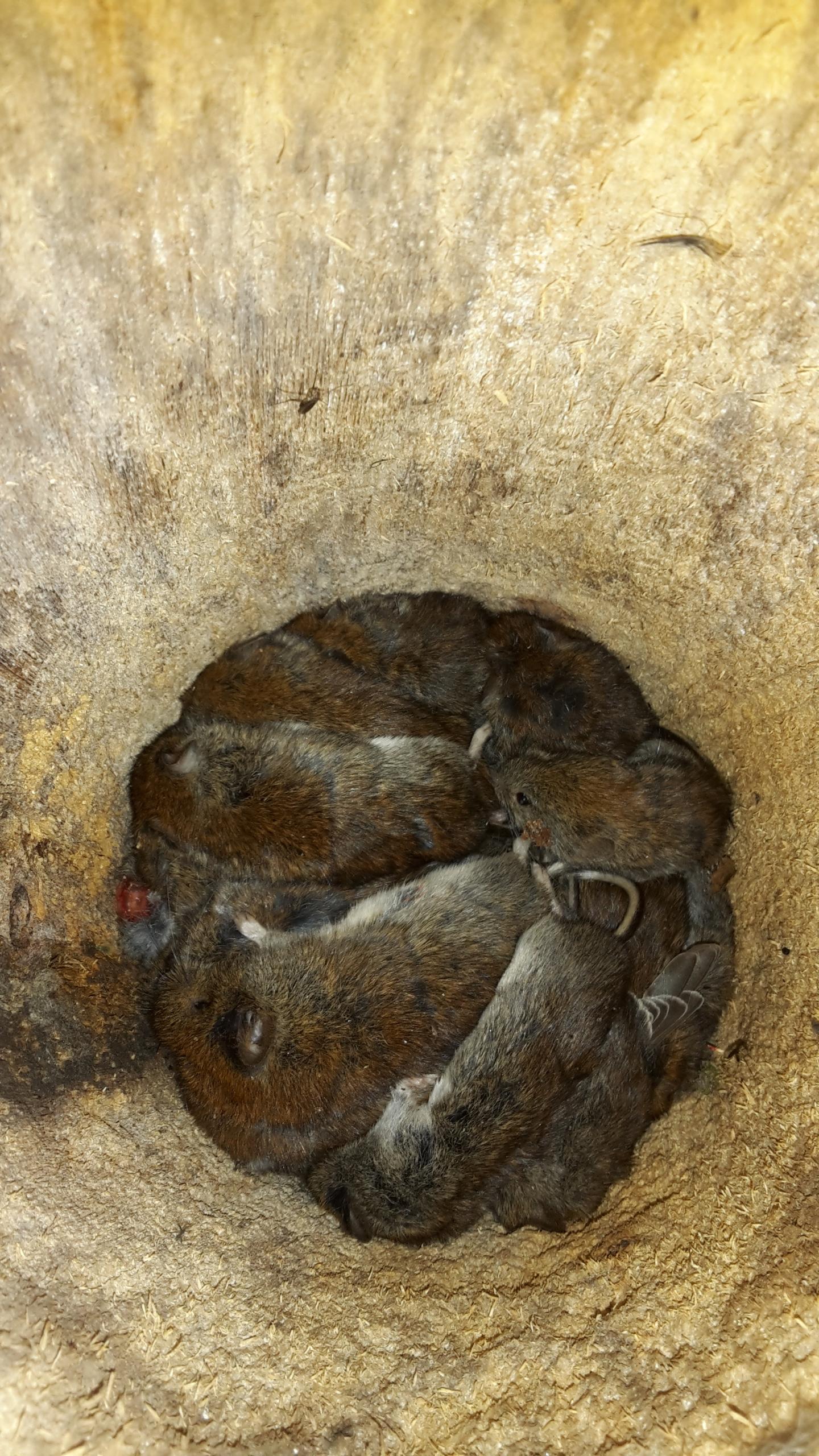 Voles