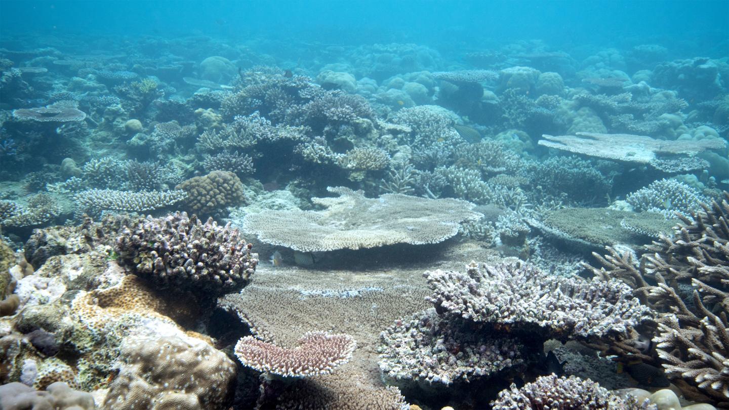 Palau Reef