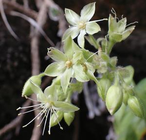 Flower of drone collected specimen.