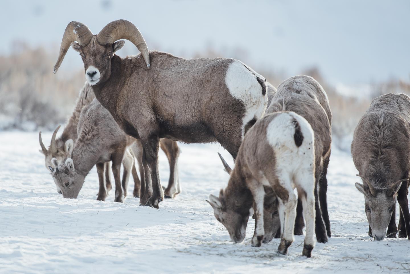 Bighorn Ram