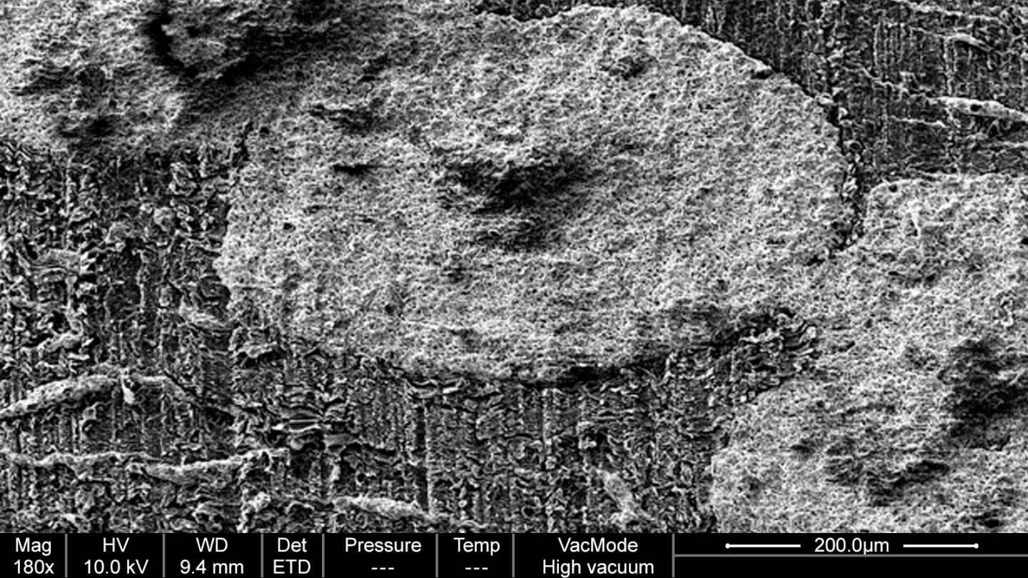 Tess Science (2 of 2)