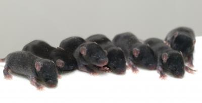 Blocking X Chromosome Gene Helps Animal Cloning