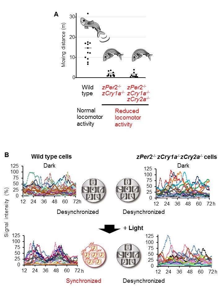 Fig. Genetic analyses of light-inducible clock regulators at animal and cellular levels.