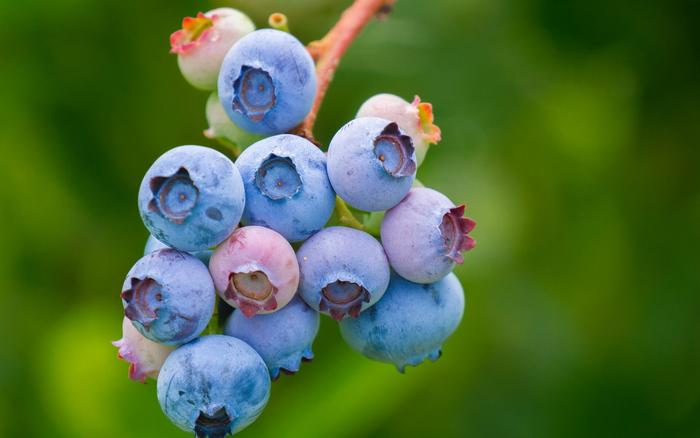 blueberries before harvest