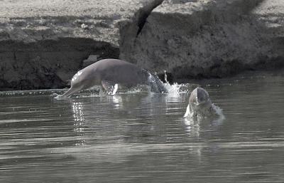 Indus River Dolphins