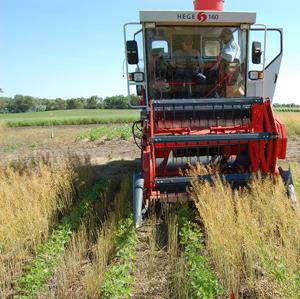 Harvesting Camelina