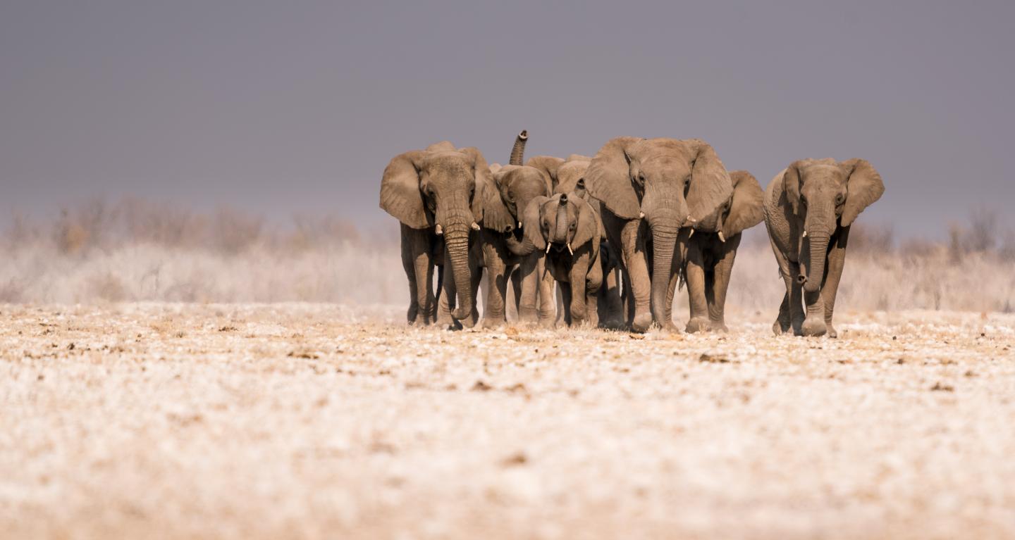 Elephants Approach Waterhole