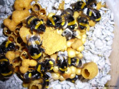 Chipped Bumblebees