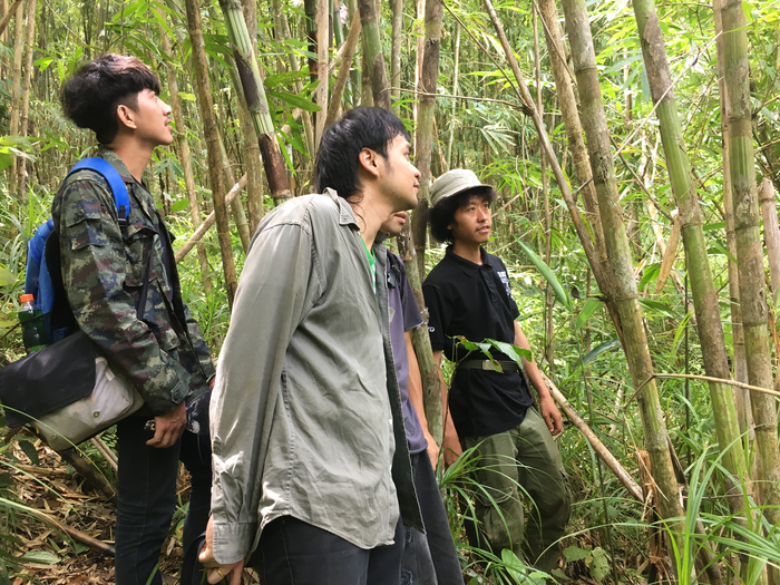 Looking at the entrance hole of a bamboo culm tarantula