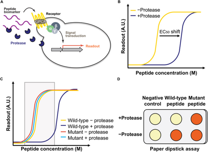 Fig. 1. Design of protease-based live yeast biosensor.