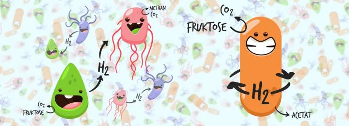 <em>Acetobacterium woodii</em> Recycles Hydrogen within Its Cell