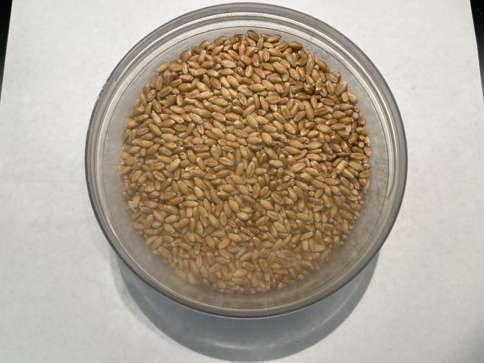 Wheat kernels