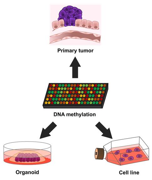 Organoid Research Process