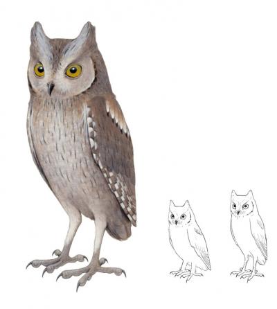 Common European Scops Owl