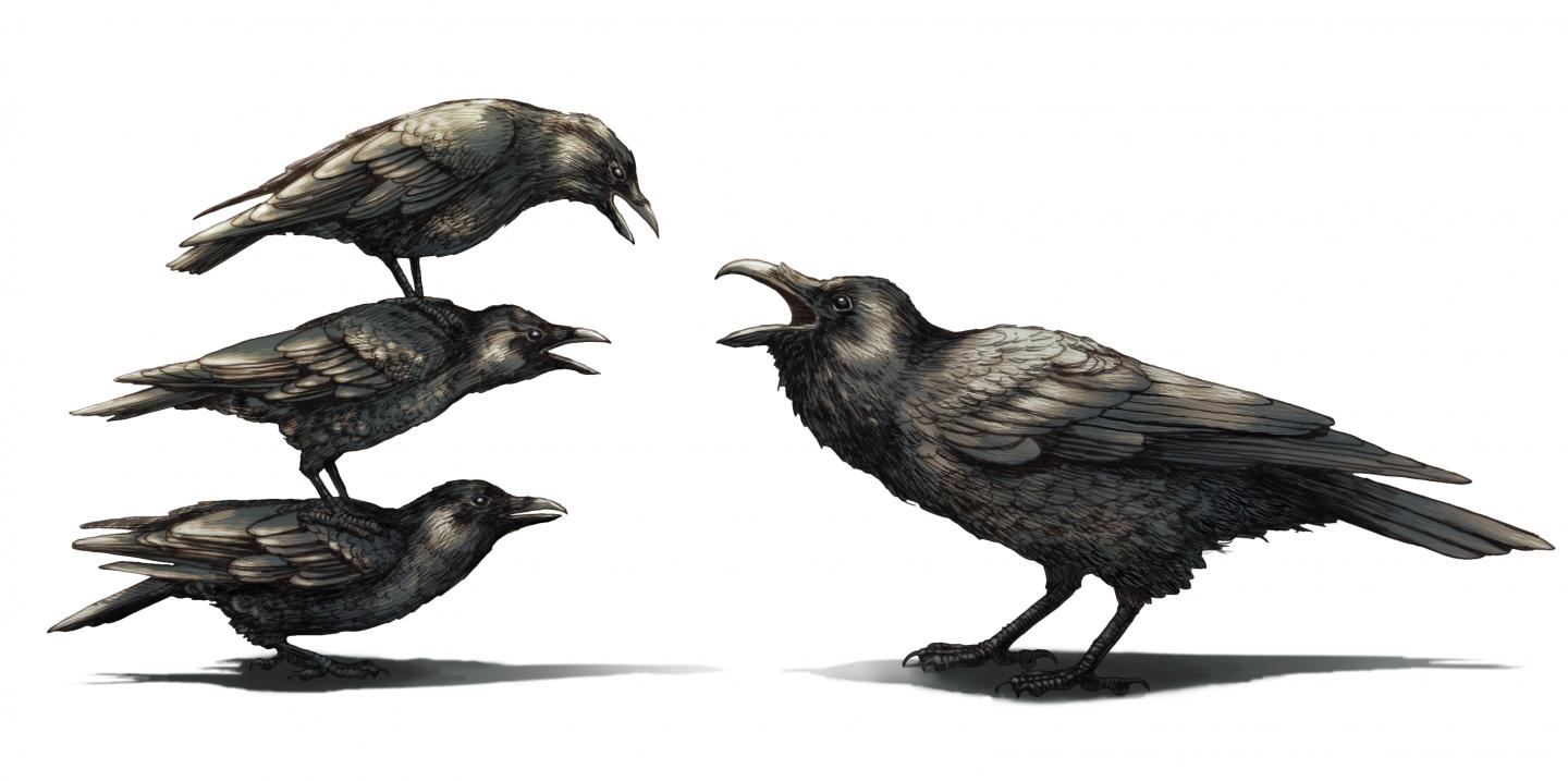 Crows vs Raven