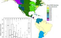 Map of North and South America Showing the Spread of the West Nile Virus