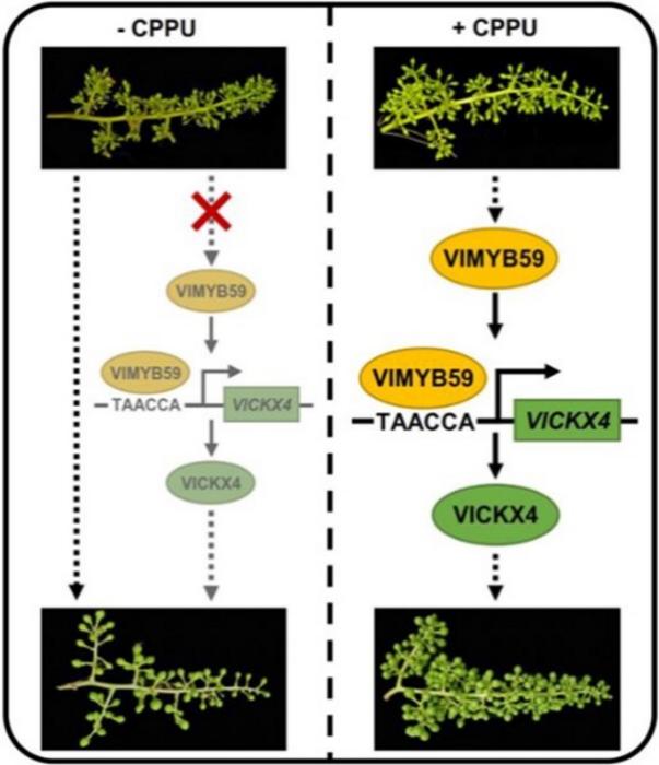 A proposed model of VlMYB59-VlCKX4 regulatory module function during CPPU-induced grape fruit set.