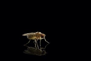 Fruit flies