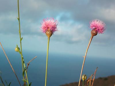 Plant Cheirolophus ghomerythus