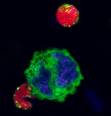 Plasmodium Gametocytes Display Homing and Vascular Transmigration in the Host Bone Marrow (2 of 3)