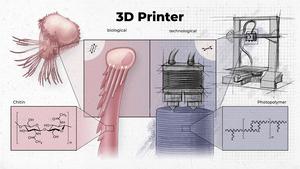 Comparison between "biological" (left) and "technological" 3D printing (right).