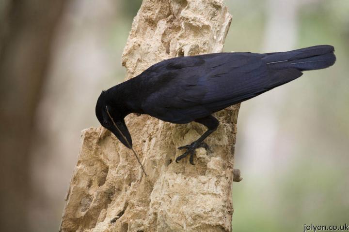 New Caledonian Crow in the Wild