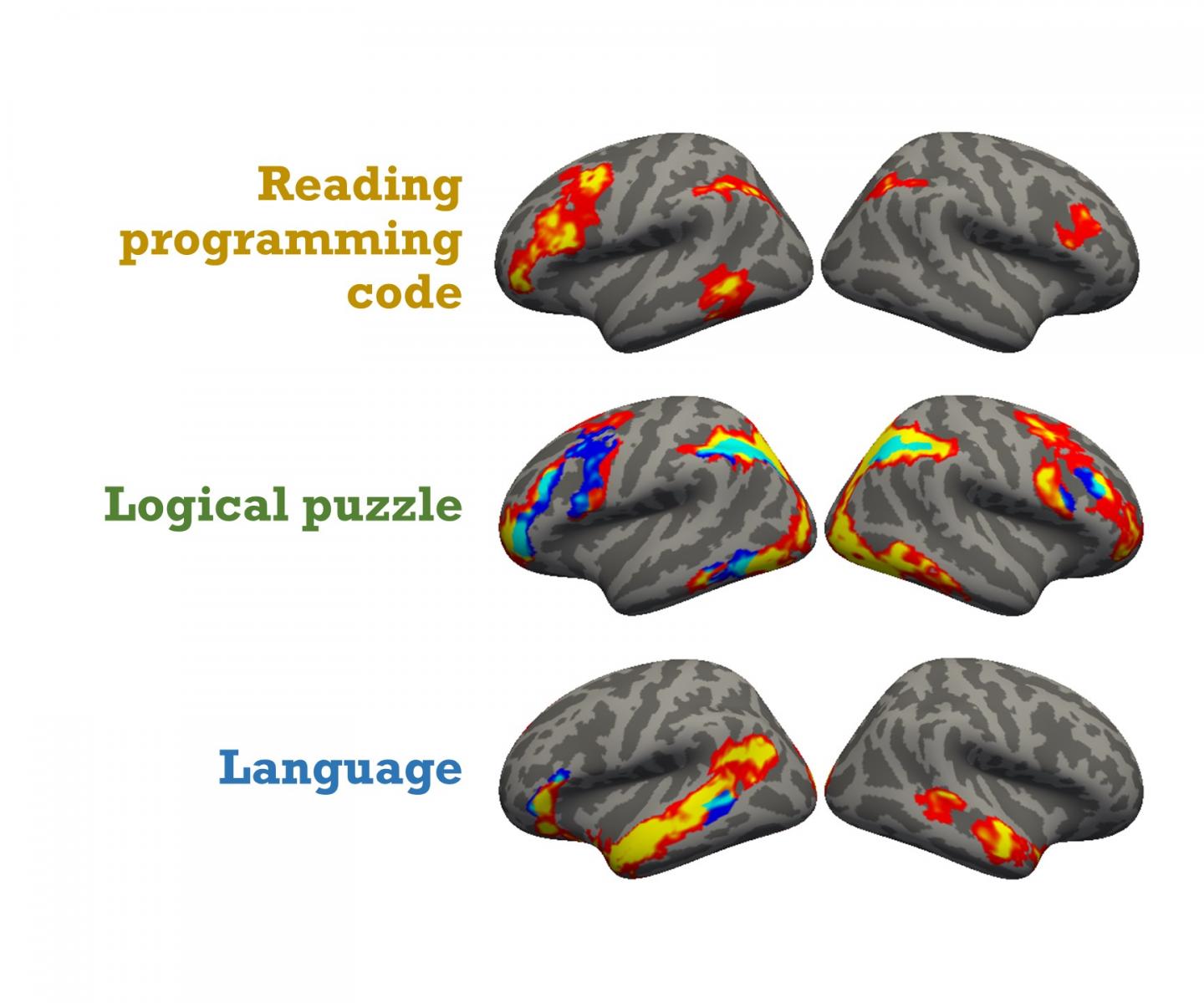 Brain activity during computer programming