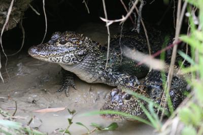 Chinese Alligators