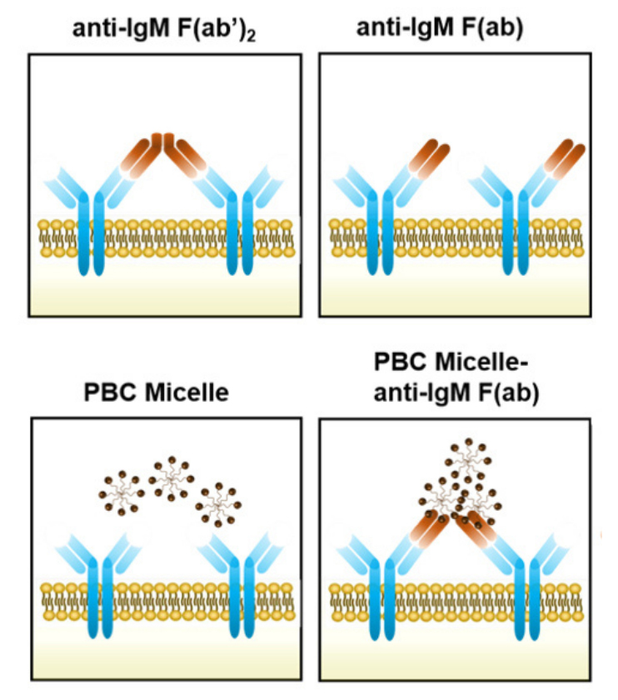 Activating antibody production