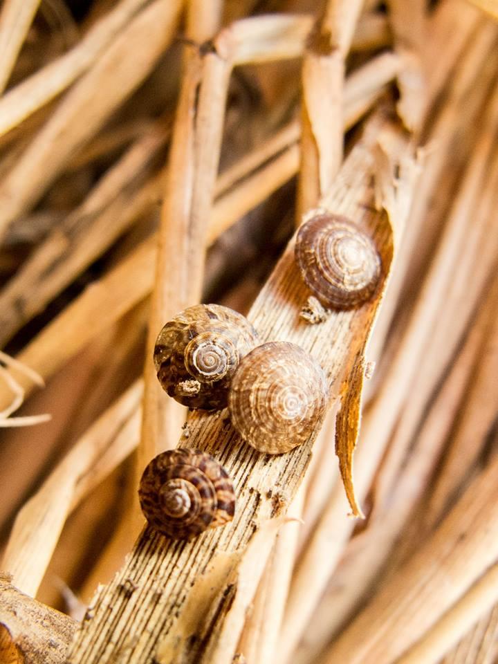 Snails Likely Last of Their Kind