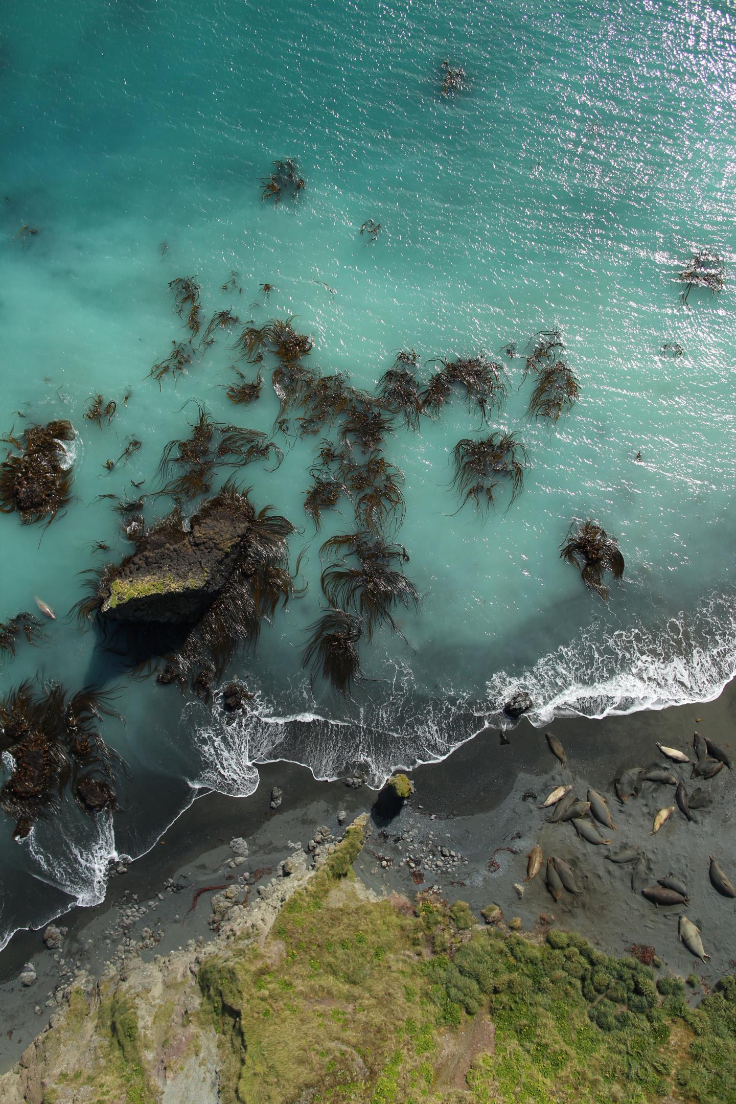 Viewing Seals from a Drone