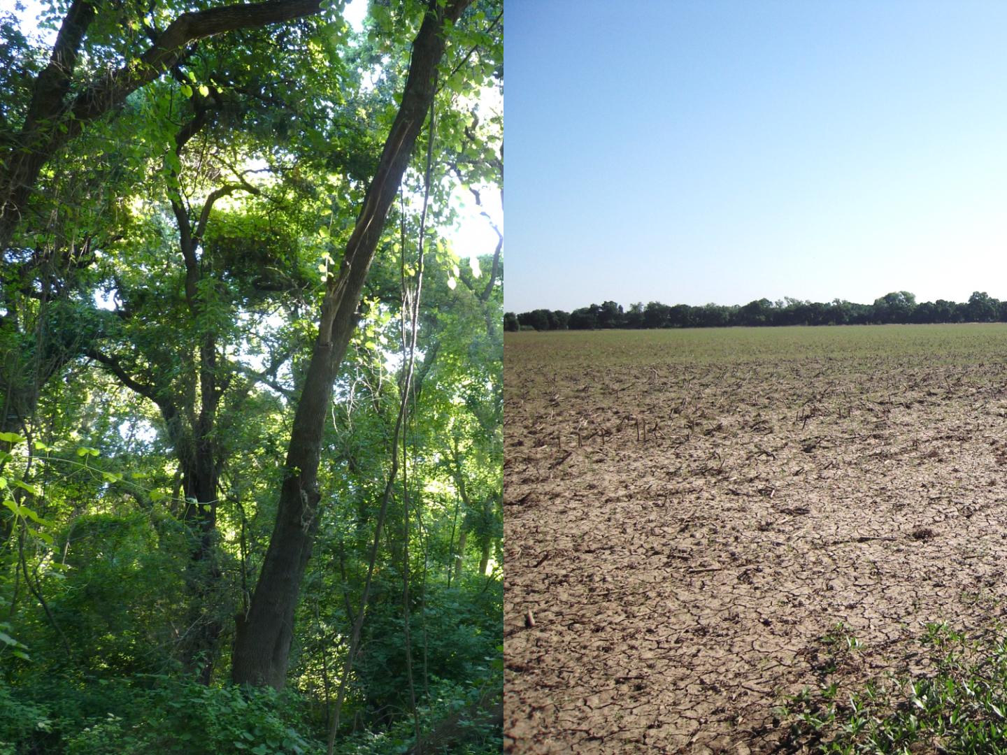 Forest Compared with Agricultural Fields Undergoing Restoration