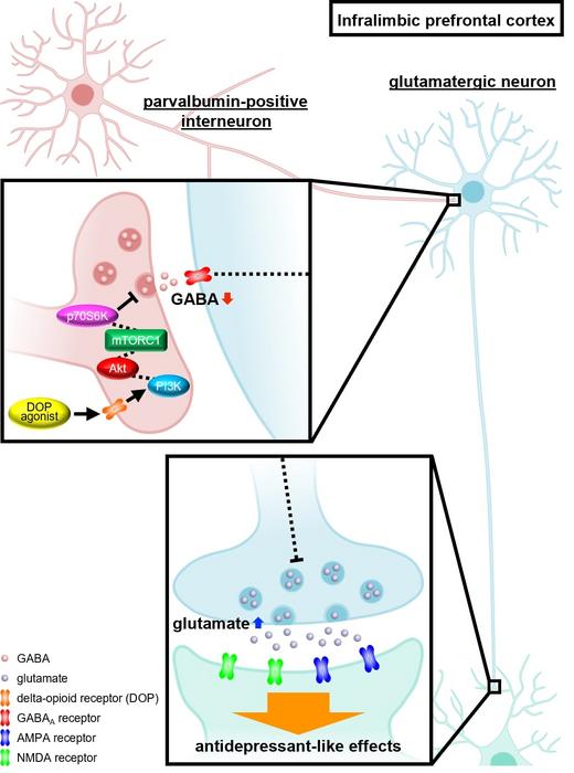 Delta opioid receptor agonists exert antidepressant effects via the mTOR–PI3K  signaling pathway