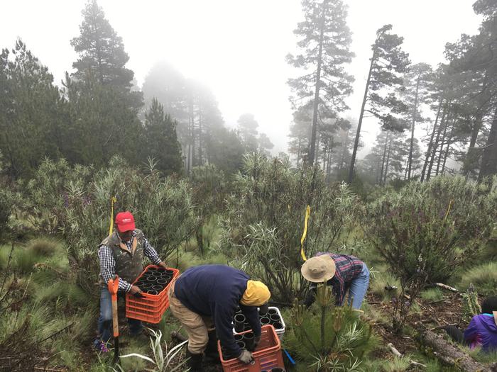 Planting