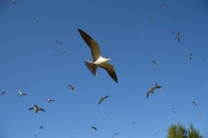 Terns