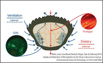 Polystyrene Microspheres