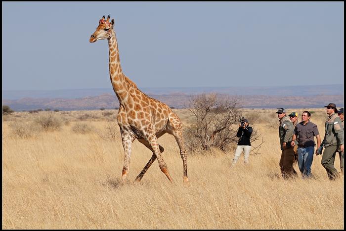 A giraffe with a GPS tracker 1. Credit Professor Francois Deacon