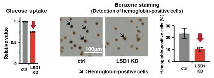 LSD1 promotes glycolysis and heme synthesis in erythroblastic leukemia (EL) cells
