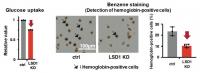 LSD1 promotes glycolysis and heme synthesis in erythroblastic leukemia (EL) cells