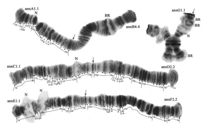 Chromosomes of the Studied Mosquitoes