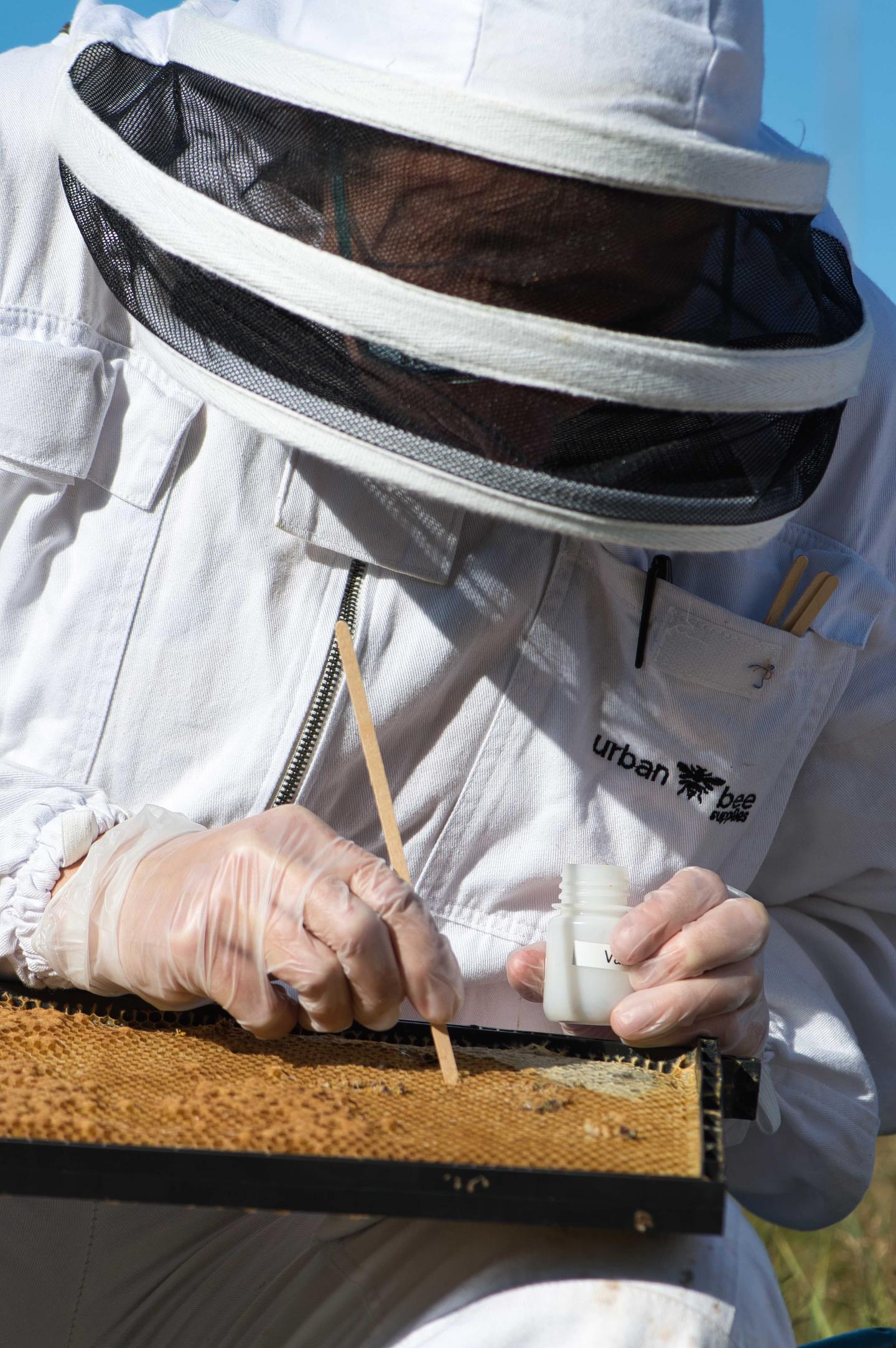 Researcher Kate Smith, Sampling Honey
