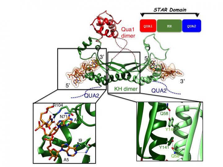 Structural Details of Dimerization and RNA Binding of T-STAR STAR Domain