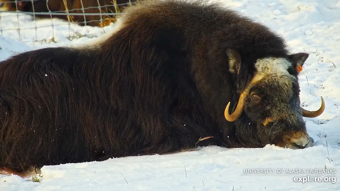 Muskox at LARS