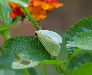 Pareuchaetes pseudoinsulata