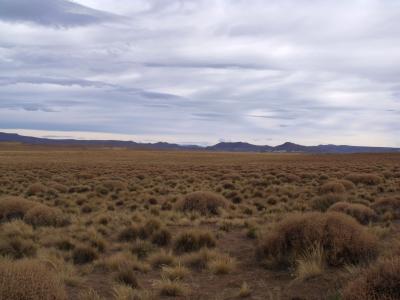 Plant Diversity Keeps Drylands Thriving (2 of 11)