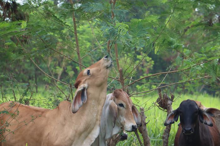 Forage biodiversity includes a wide variety of plants for animal feed