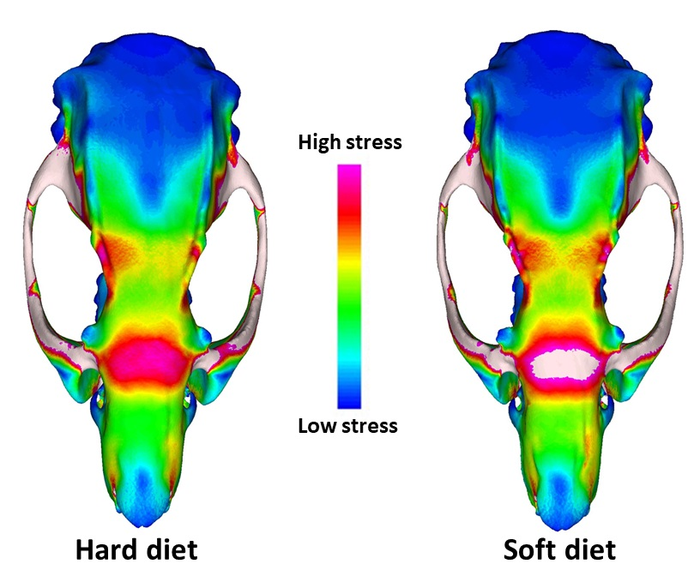 Skull models reveal serving up too much soft food to animals rescued into captivity