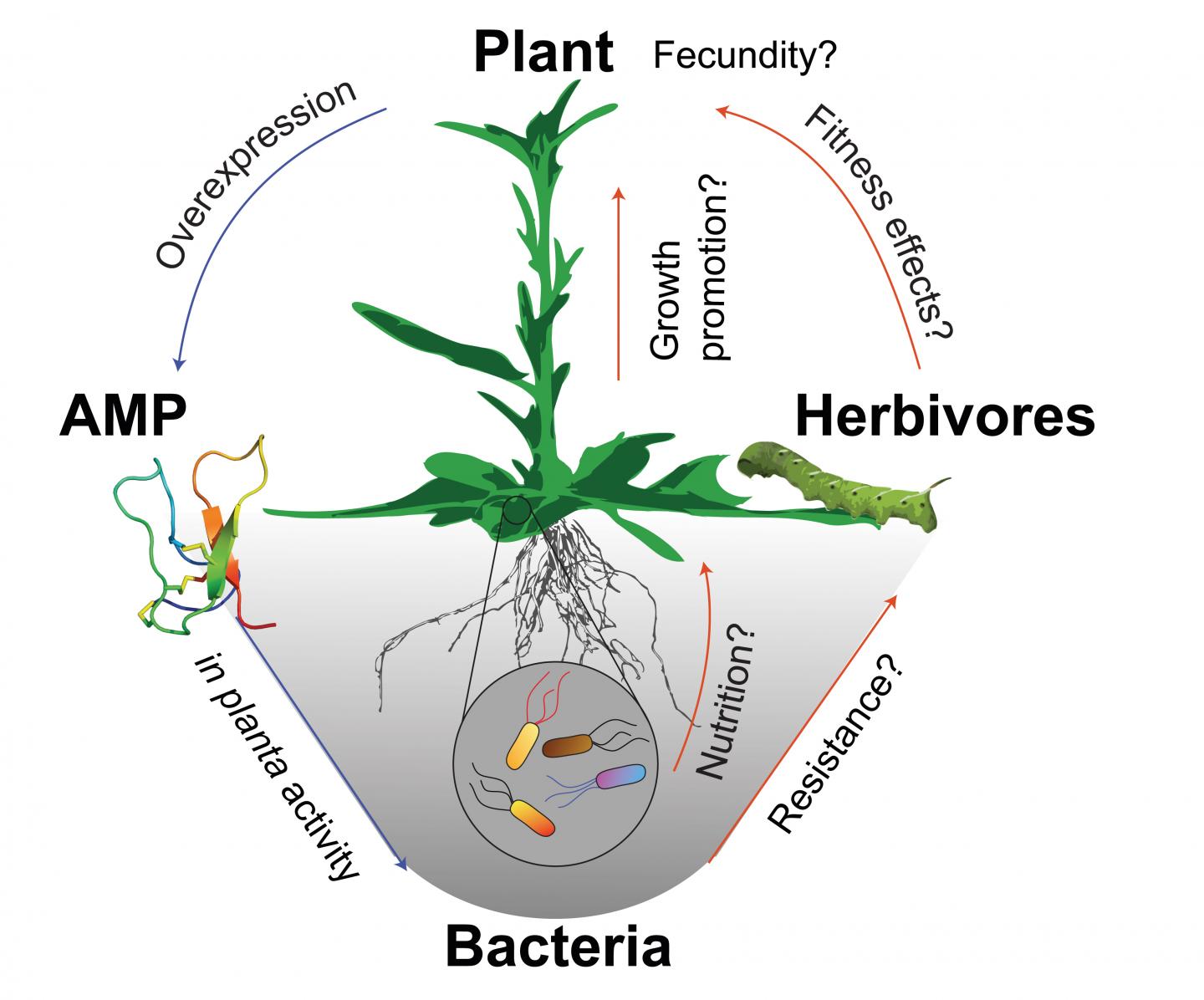 What Is the Function of the Plant Microbiome?
