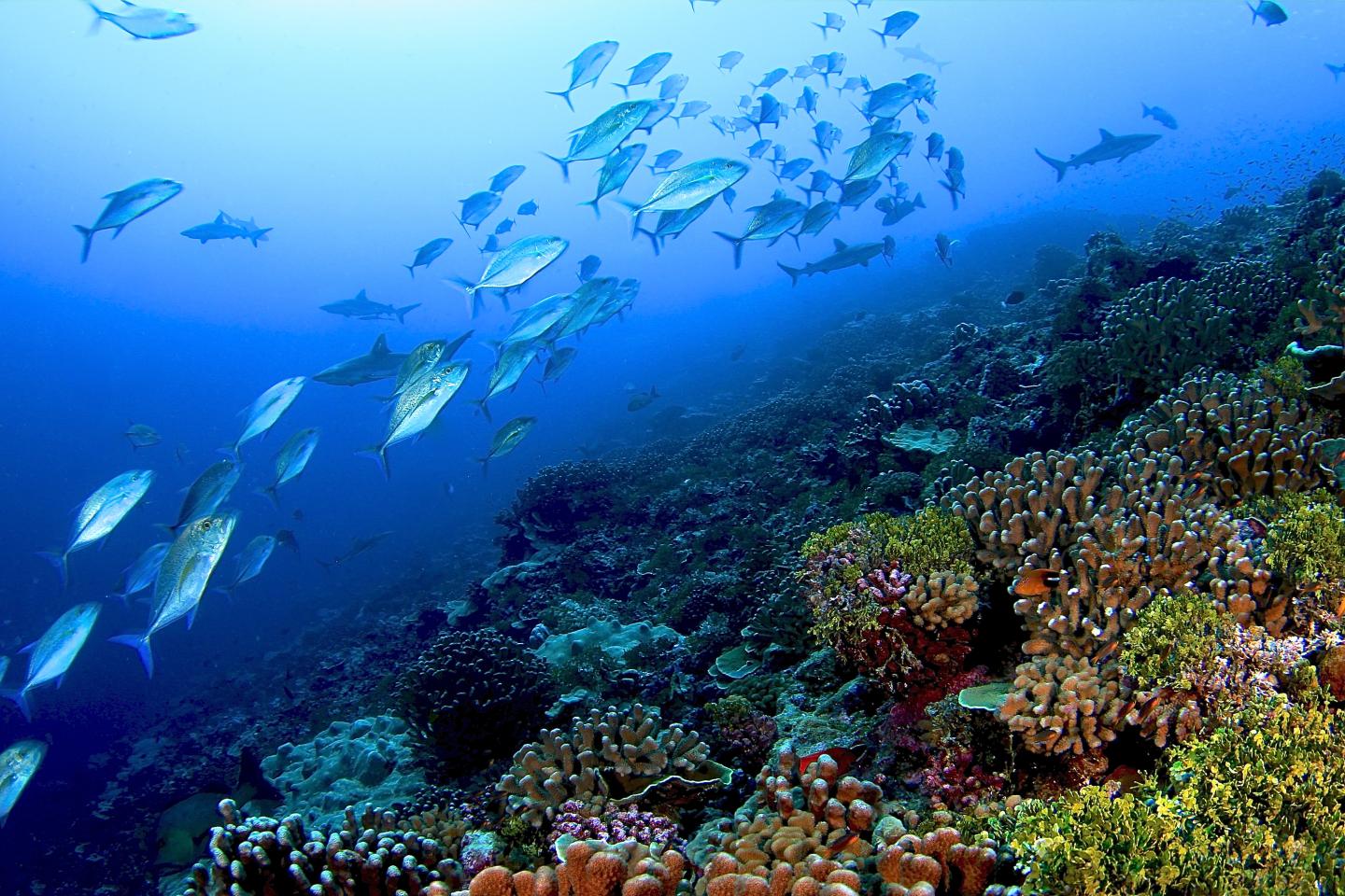 Healthy Line Islands Reef