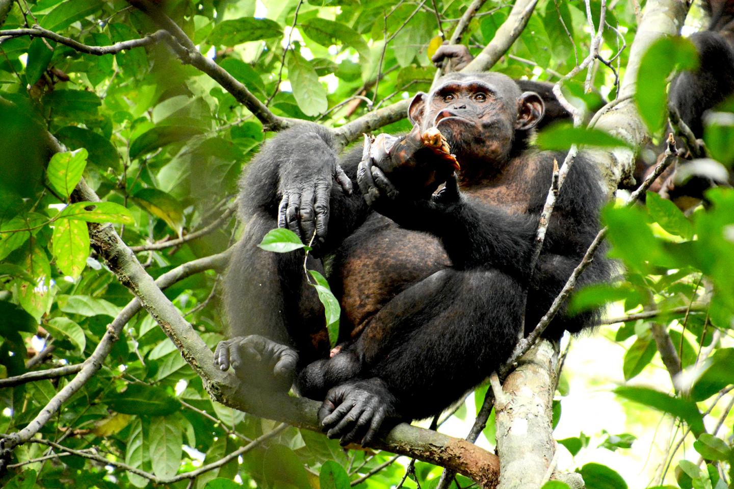 Chimpanzee Eating Tortoise Meat